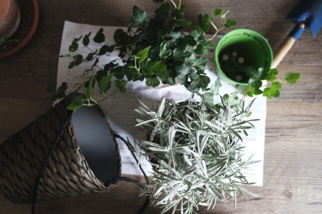 Plantas y preparados para limpiezas energéticas